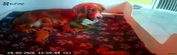 Cockapoo dogs for sale: Excellent cockerpoos x3 boys - Advert 2