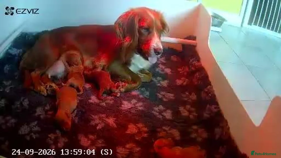 Cockapoo dogs for sale: Excellent cockerpoos x3 boys - Advert 2