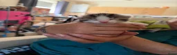 British Shorthair cats for sale: Kitten’s  in Darlington - Advert 11