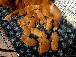 Golden Retriever dogs - Advert 5