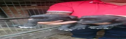 Whippet dogs for sale: Whippet  - Advert 7