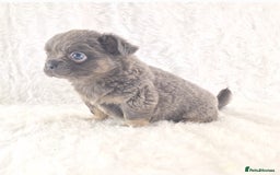 Chihuahua dogs for sale: Chihuahua X French Bulldog Puppies  - Image 16