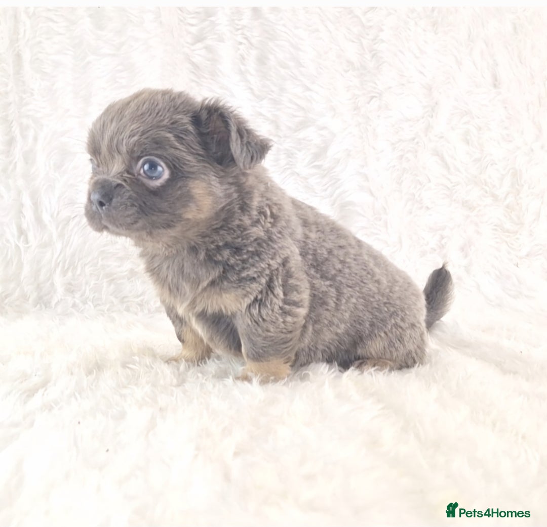 Chihuahua dogs for sale: Chihuahua X French Bulldog Puppies  - Image 16