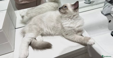 Ragdoll cats - Advert 13