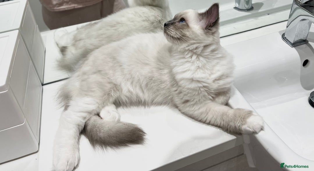 Ragdoll cats for sale: TICA RARE ENTIRE MALE! BLUE POINT MIT CHAMP BLOOD - Image 3