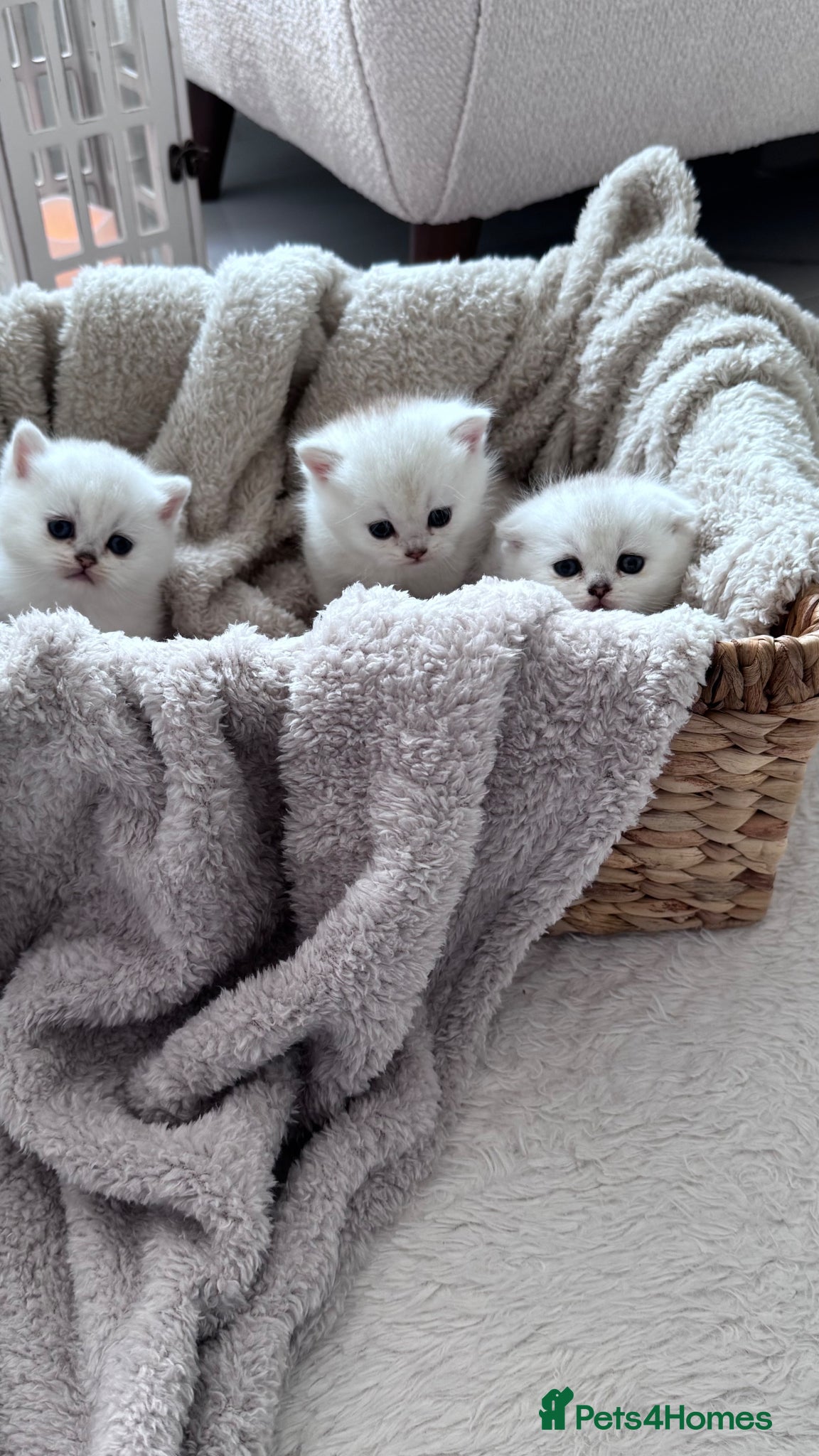 Scottish Fold cats Adorable Friendly Scottish Folds/Straights !! - Advert 2