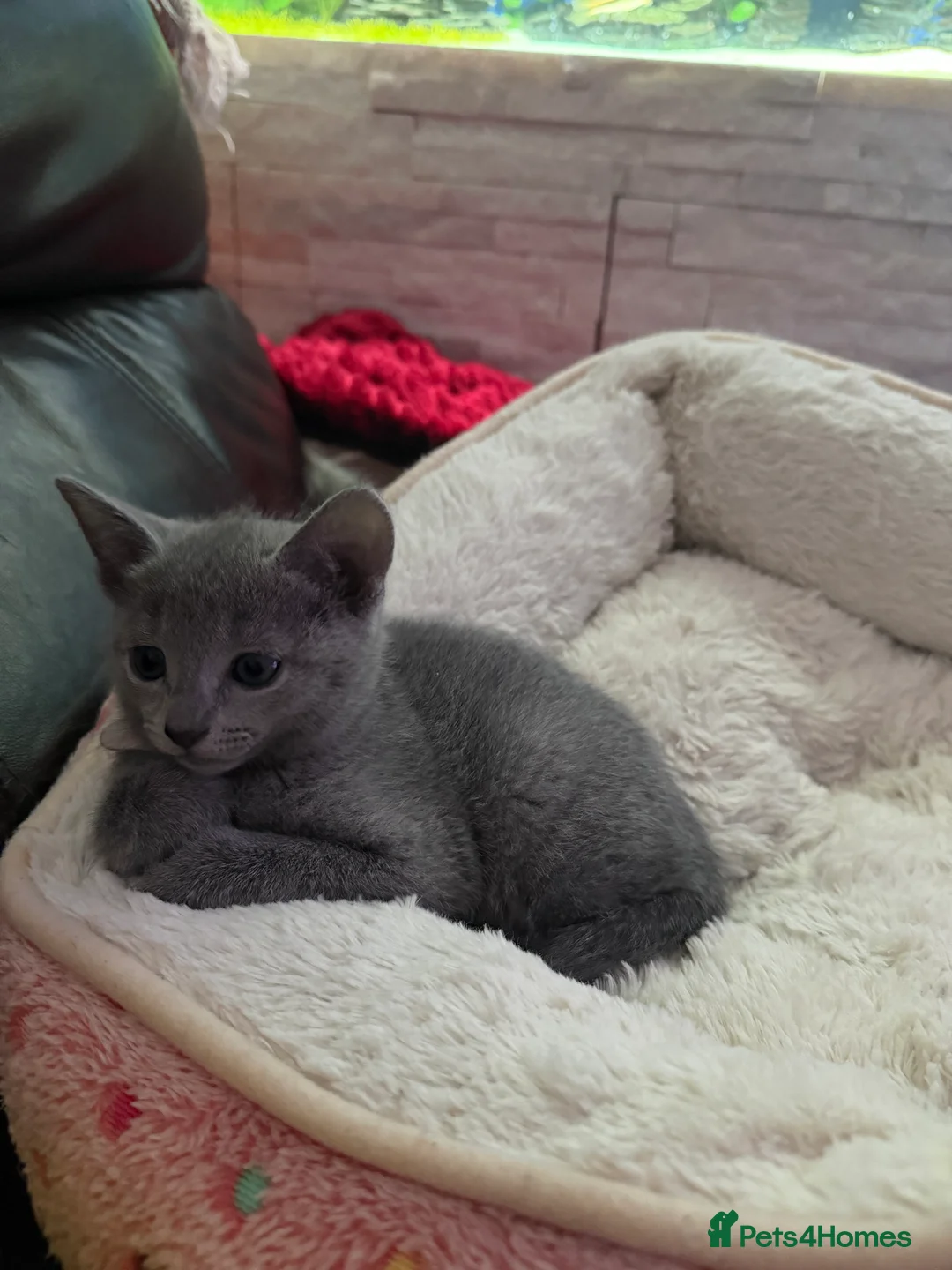 Russian Blue cats for sale: Russian blue TICA registered kittens  - Advert 37
