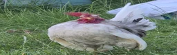 Chickens poultry for sale: Serema blue silkie cockerel  in Canterbury - Advert 5