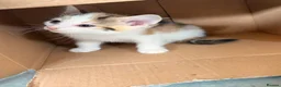 Mixed Breed cats for sale: Kittens looking4forever homes❤️ - Advert 5