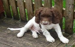English Springer Spaniel dogs for sale: Two Gorgeous Boy English Springer Spaniel Puppies  - Image 21