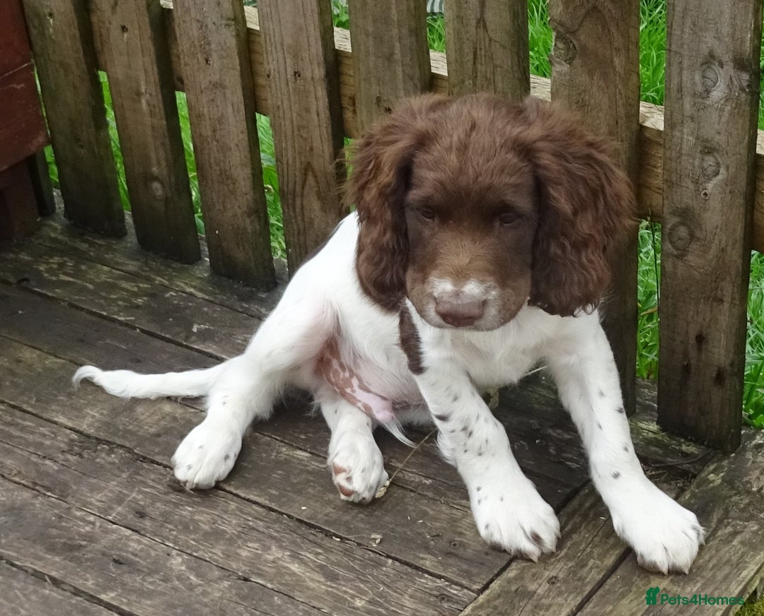English Springer Spaniel dogs for sale: Two Gorgeous Boy English Springer Spaniel Puppies  - Image 21