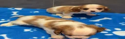 Cavalier King Charles Spaniel dogs for sale: 🐶King Charles cavalier puppy’s ⭐️⭐️⭐️⭐️⭐️ - Advert 16