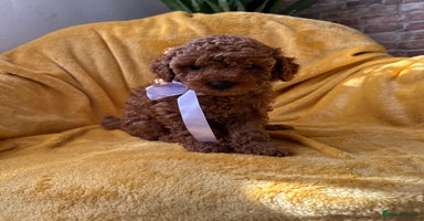Toy Poodle dogs - Advert 11