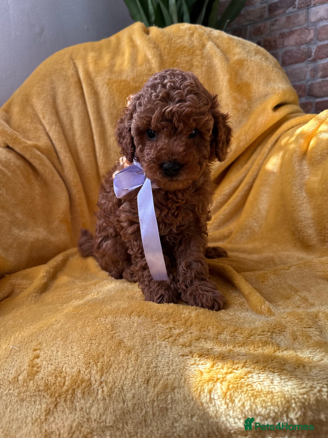 Toy Poodle dogs for sale: 🩵 Red Toy poodle 💫✨ - Image 5