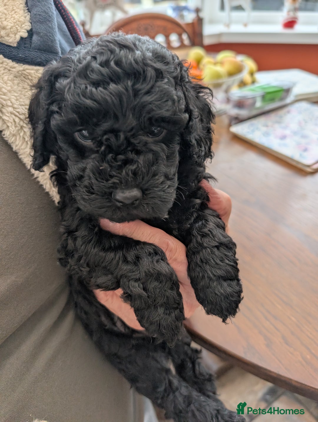 Cockapoo dogs for sale: Cockapoo  - Advert 4