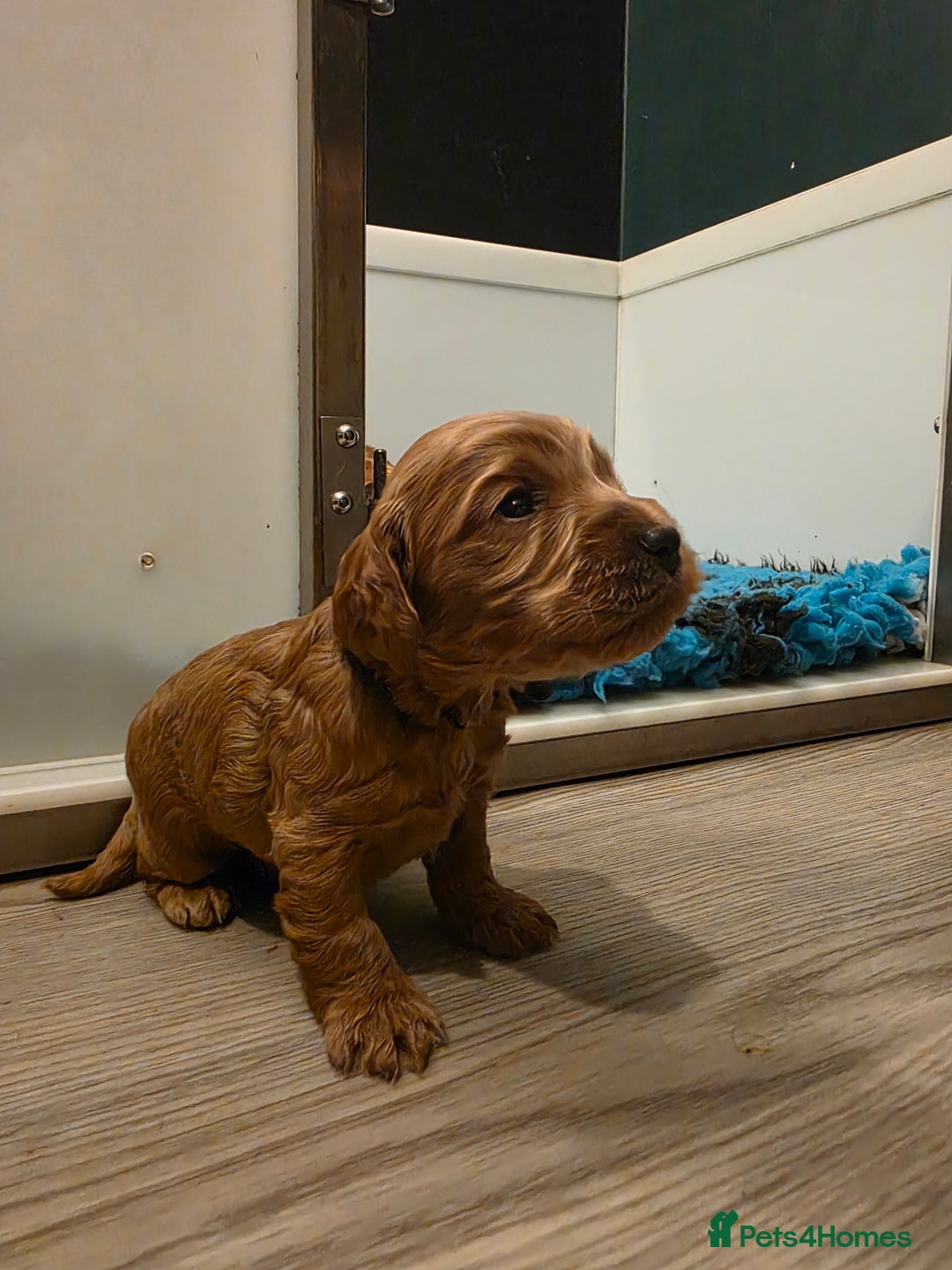 Cockapoo dogs for sale: Beautiful F1 Cockapoo Puppies - Advert 7