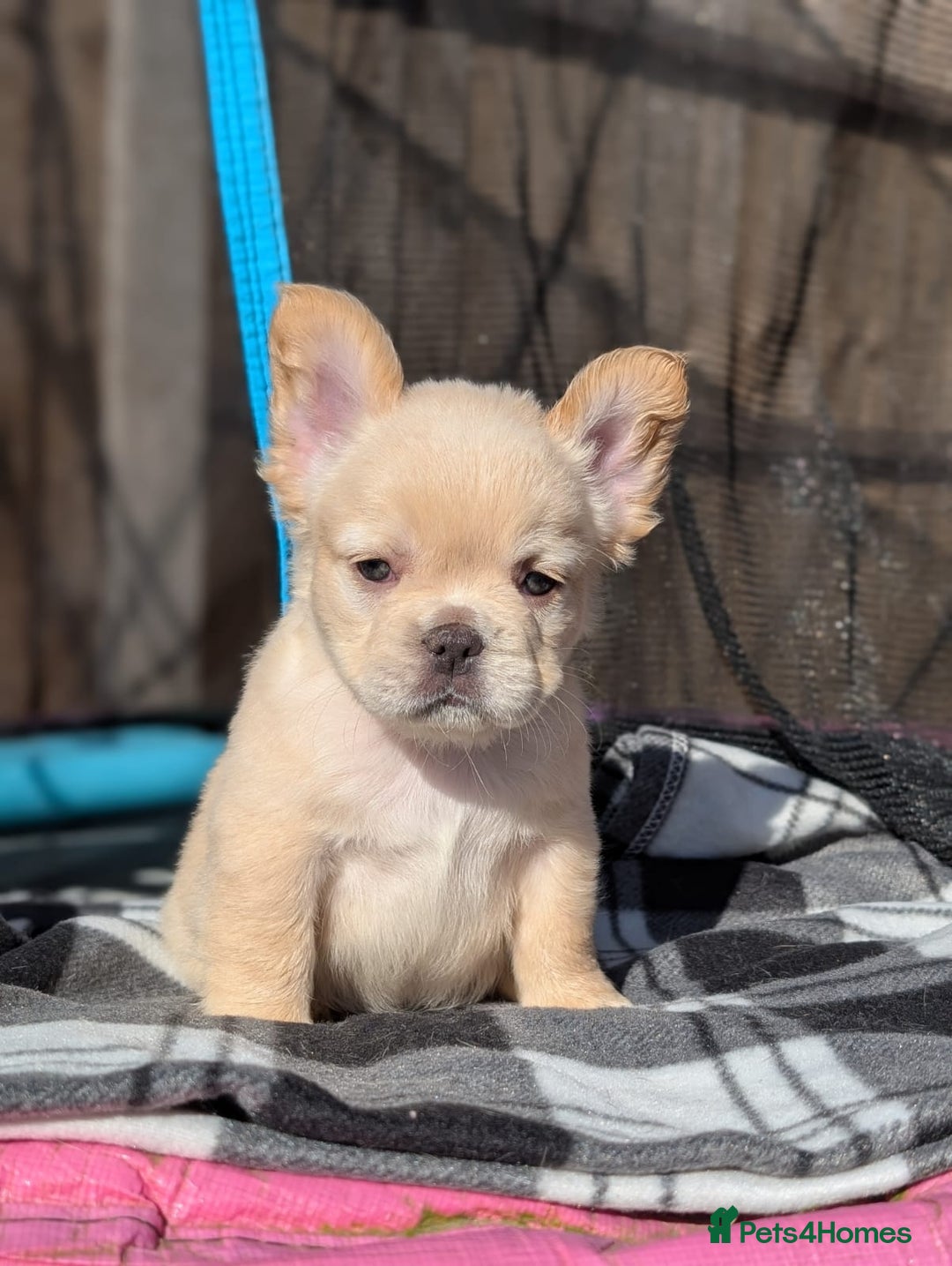 Terrier Mix With Bulldog Chihuahua Mix Puppies Bullhuahua Puppies
