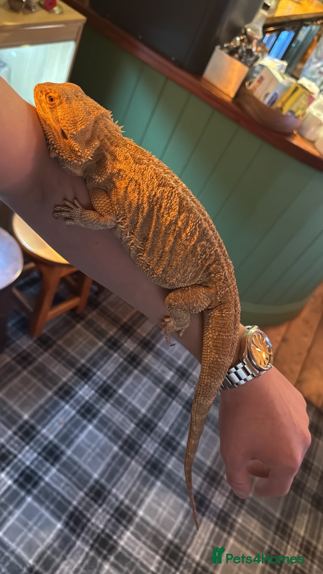 Bearded Dragon reptiles Bearded Dragon & Full Vivarium Setup for Sale - Advert 1
