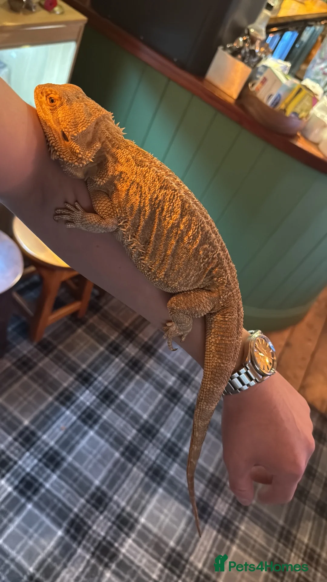 Bearded Dragon reptiles for sale: Bearded Dragon & Full Vivarium Setup for Sale in Bristol - Advert 1