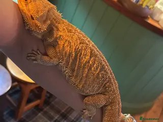 Bearded Dragon reptiles Bearded Dragon & Full Vivarium Setup for Sale - Advert 3