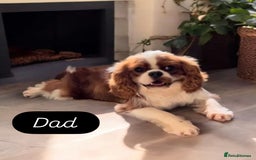 Cavalier King Charles Spaniel dogs for sale: King Charles Cavalier Puppies  - Image 17