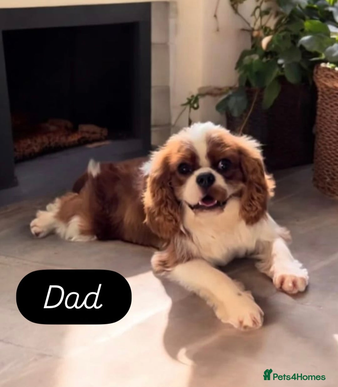 Cavalier King Charles Spaniel dogs for sale: King Charles Cavalier Puppies  - Image 17