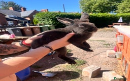 Lionhead rabbits for sale: Female rabbits for sale  - Image 13