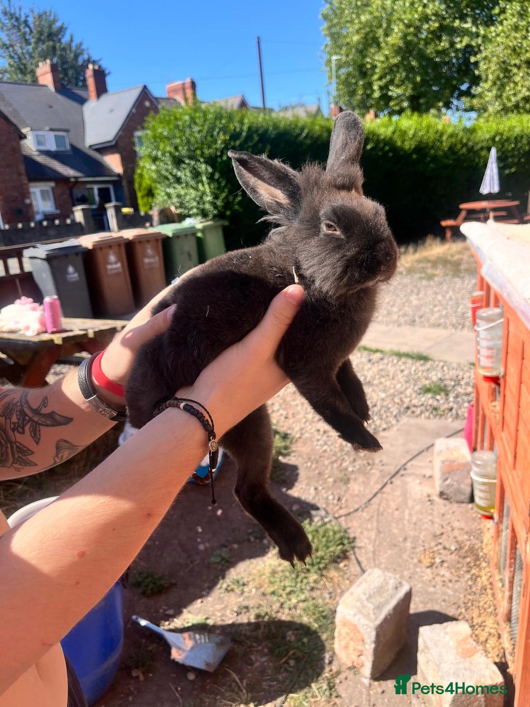 Lionhead rabbits for sale: Female rabbits for sale  - Image 13