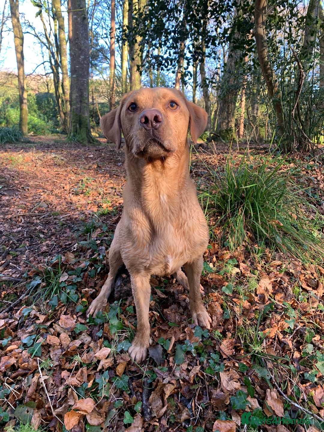 Labrador Retriever dogs for sale: My Boy Lenny - Labrador  - Image 10