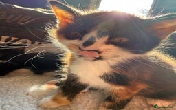 British Shorthair cats for sale: One boy and one girl ready - Image 4