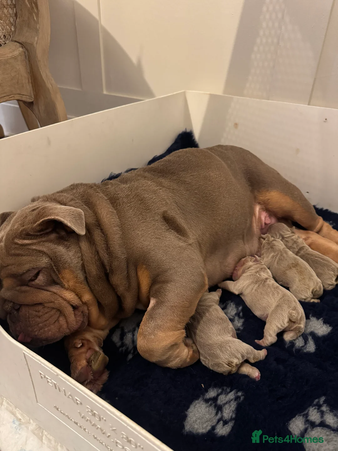 English Bulldog dogs for sale: FULL SUIT ENGLISH BULLDOGS  - Advert 7