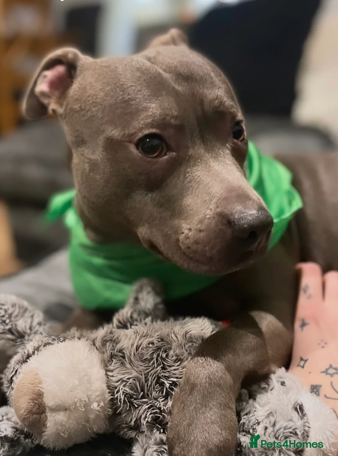 Mixed Breed dogs for sale: Blue staff X dachshund - Advert 1