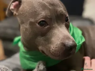 Mixed Breed dogs Blue staff X dachshund - Advert 2