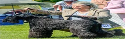 Kerry Blue Terrier dogs for sale: Blue kerry Mbuemo in Nottingham - Advert 4