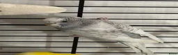 Budgerigars birds for sale: pair of budgies for sale in Fareham - Advert 4