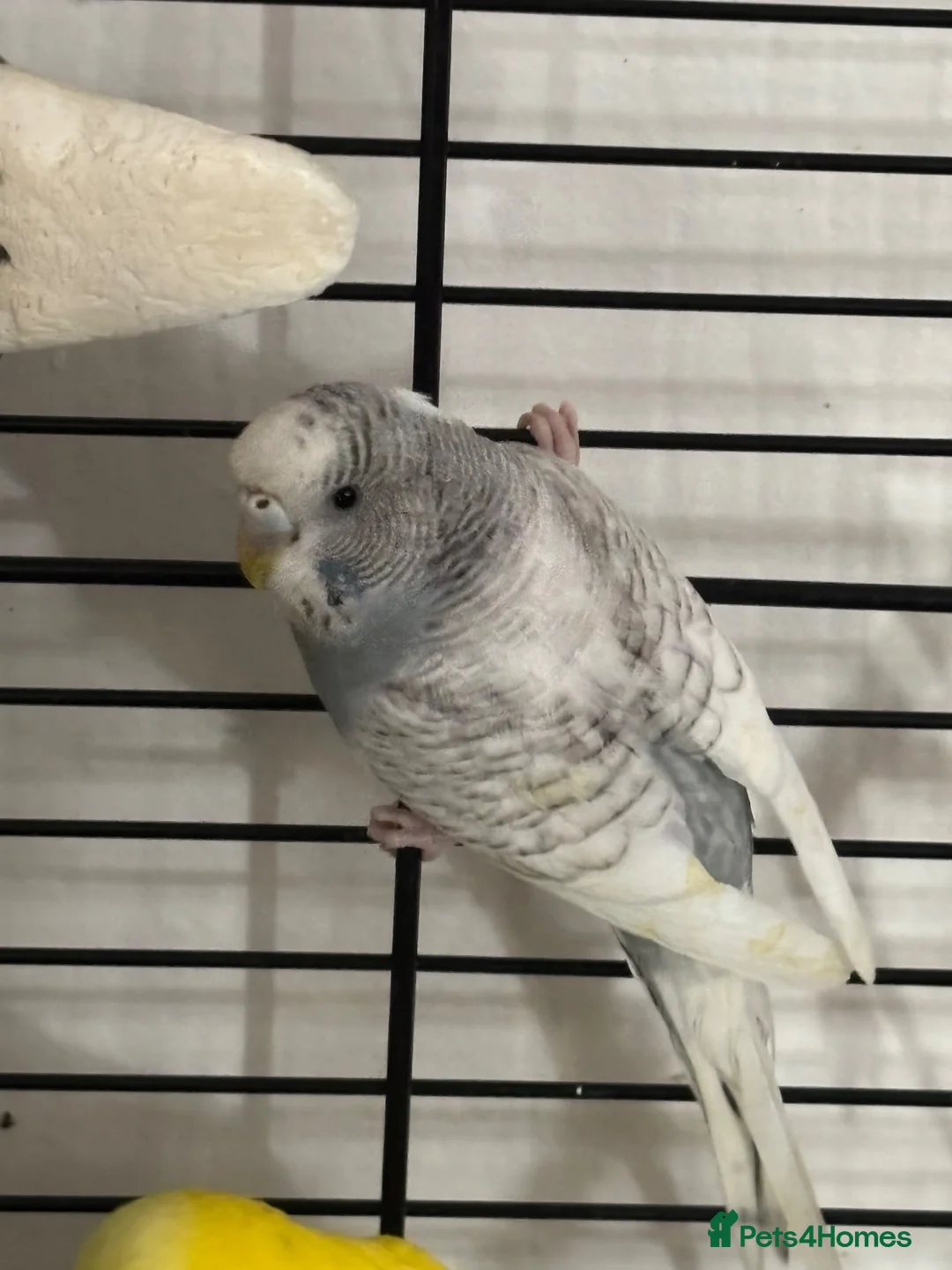 Budgerigars birds for sale: pair of budgies for sale in Fareham - Advert 4