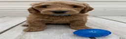 Double Doodle dogs for sale: Sunning littler of Australian Double Doodles  - Advert 5