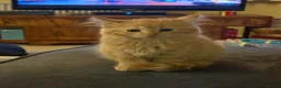 Munchkin cats for sale: 3 Gorgeous Munchkin Norwegian Forest X Kits - Advert 17
