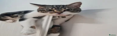 Domestic Shorthair 1