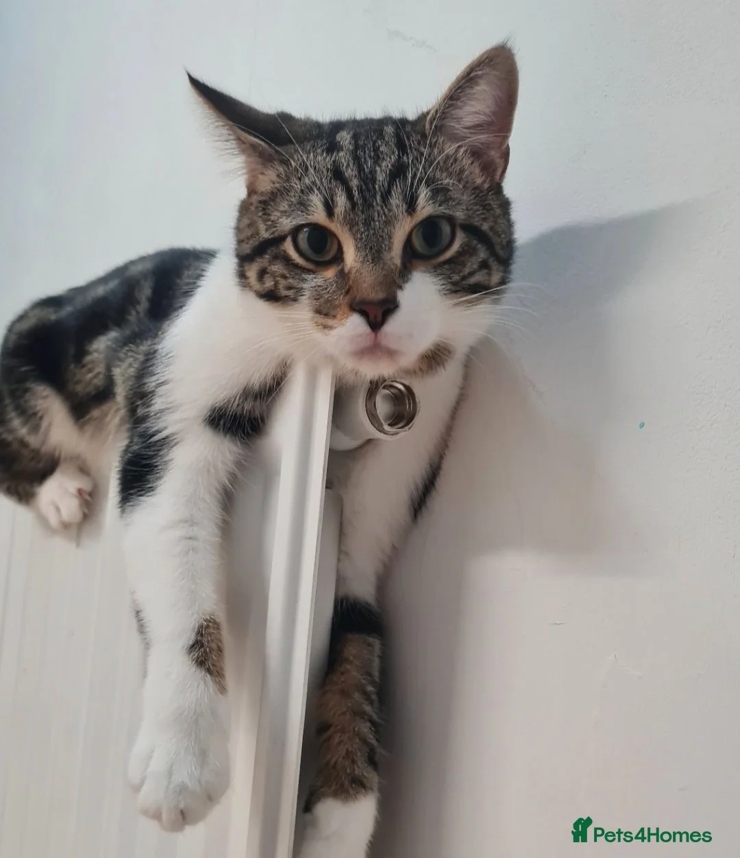 Domestic Shorthair cats for sale: Caliby  in Manchester - Advert 2