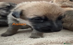 Mixed Breed dogs for sale: Beautiful Inca & handsome Nanuq PUPDATE x2  - Image 21