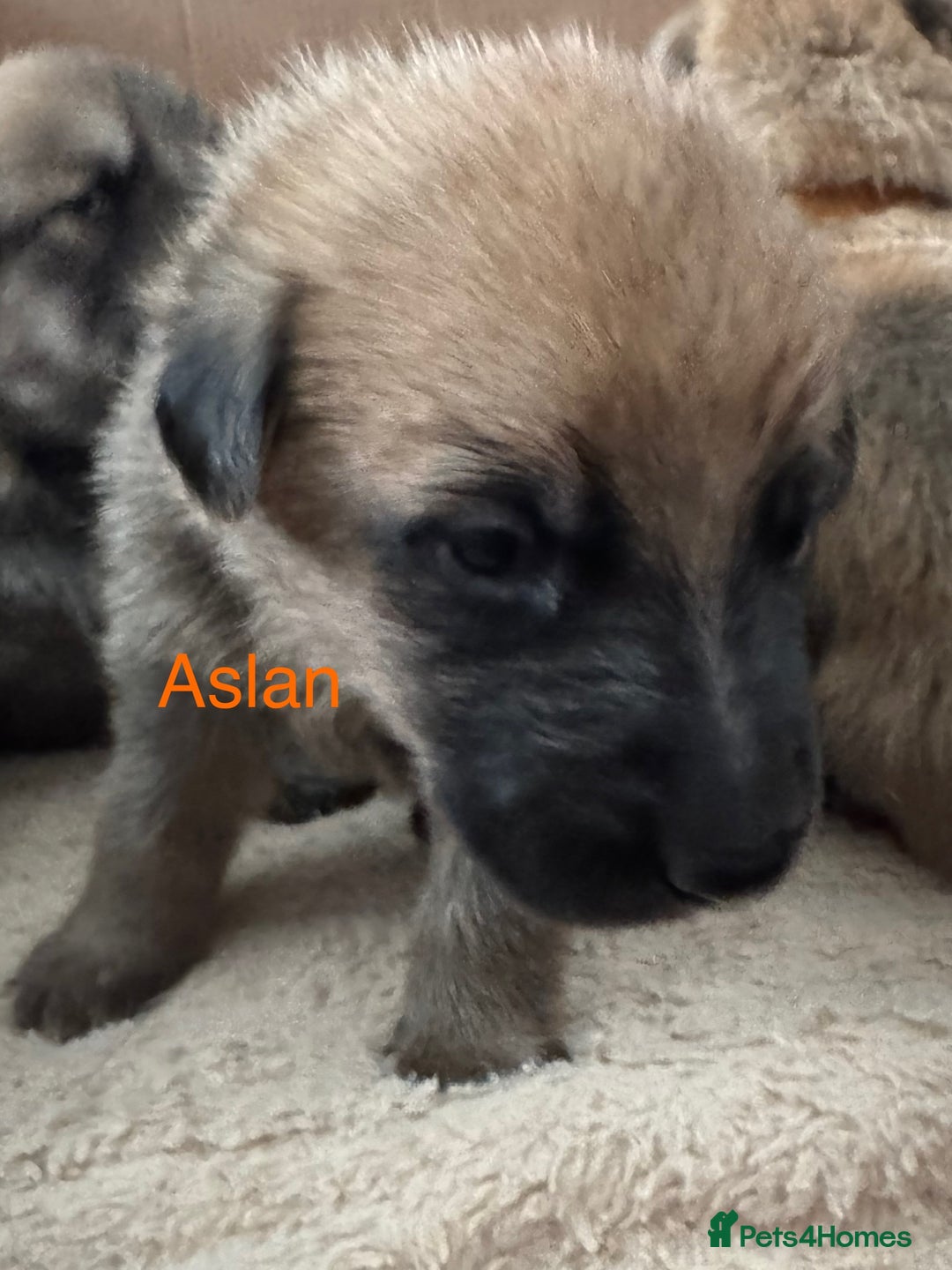 Mixed Breed dogs for sale: Beautiful Inca & handsome Nanuq PUPDATE x2  - Image 21