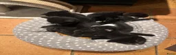Domestic Shorthair cats for sale: 5 black and white kittens ready to take home  - Advert 2