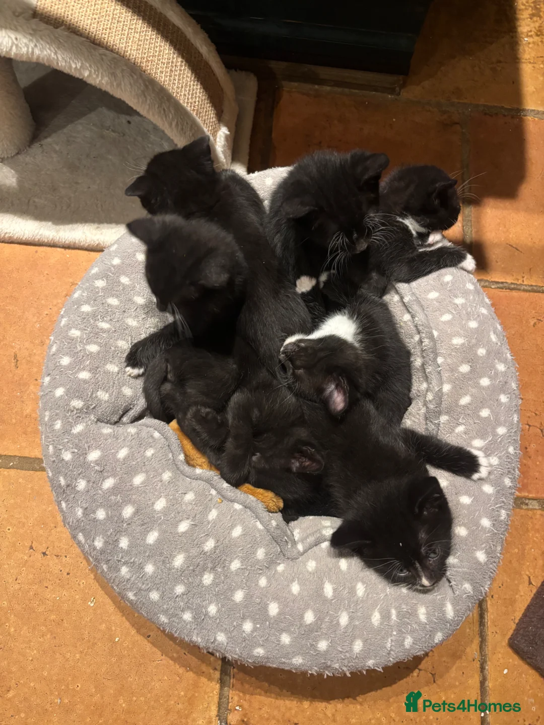 Domestic Shorthair cats for sale: 5 black and white kittens ready to take home  - Advert 2