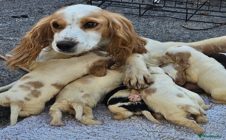 Cocker Spaniel dogs - Advert 14