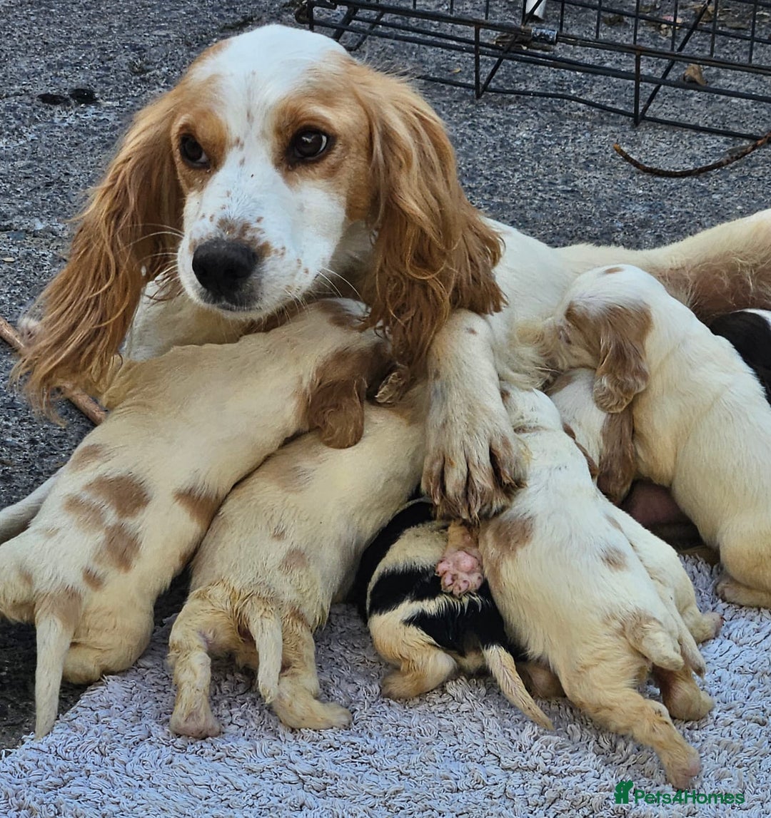 Cocker Spaniel dogs for sale: Cocker spaniel Boys - Image 1