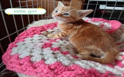 Mixed Breed cats for sale: Kittens gorgeous playful babys - Image 9