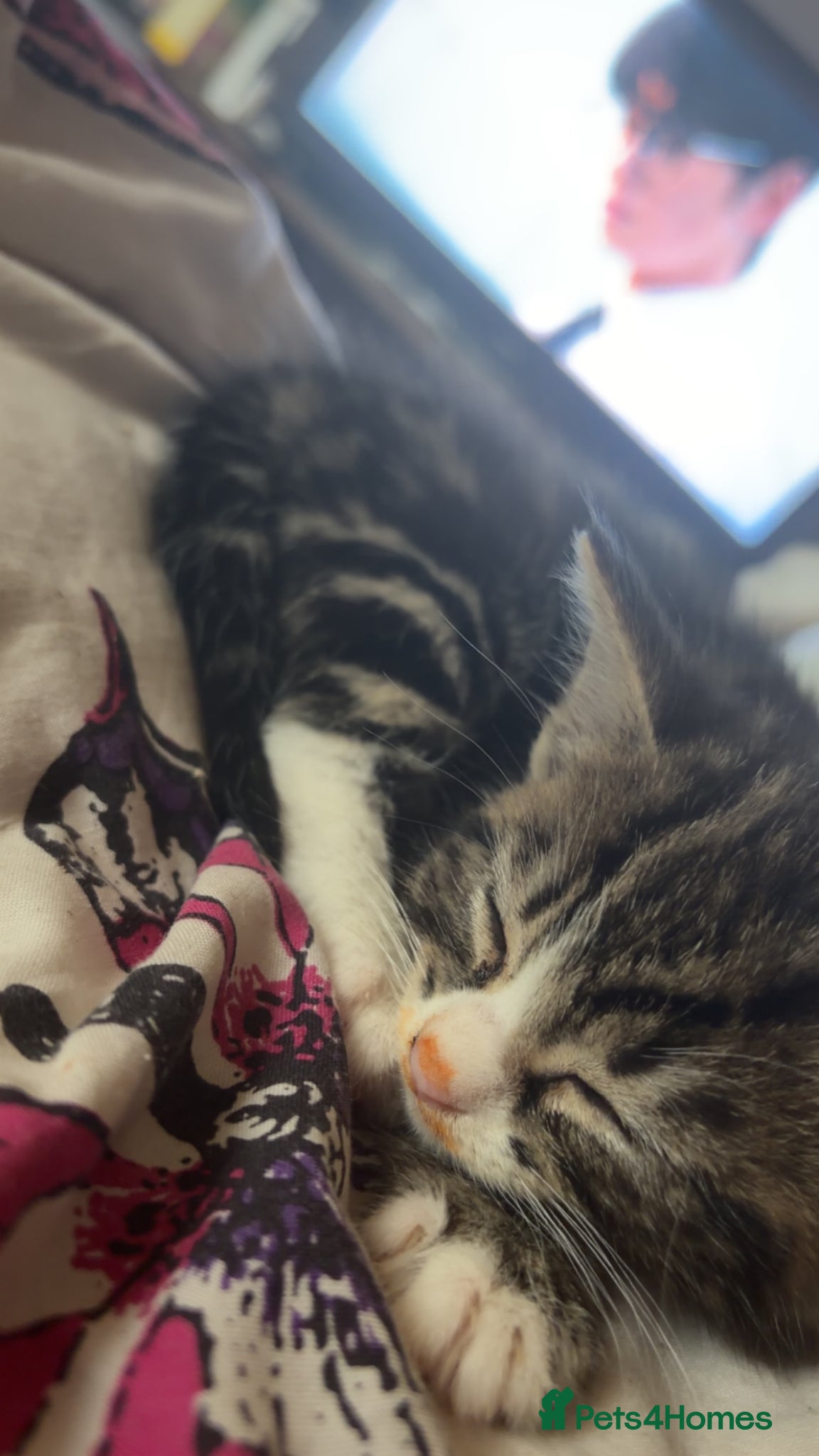 Mixed Breed cats for sale: 5 friendly playful mixed tabby kittens - Advert 12