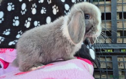Mini Lop rabbits for sale: 8-9 week old mini lops  - Image 2