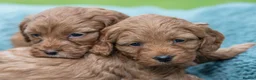 Australian Labradoodle dogs for sale: Australian Labradoodle puppies - Advert 16